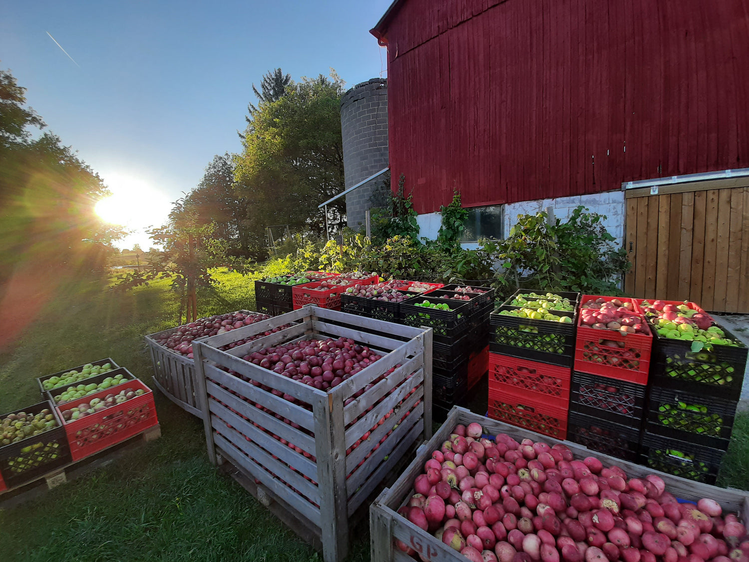 local apples for citizen's cider