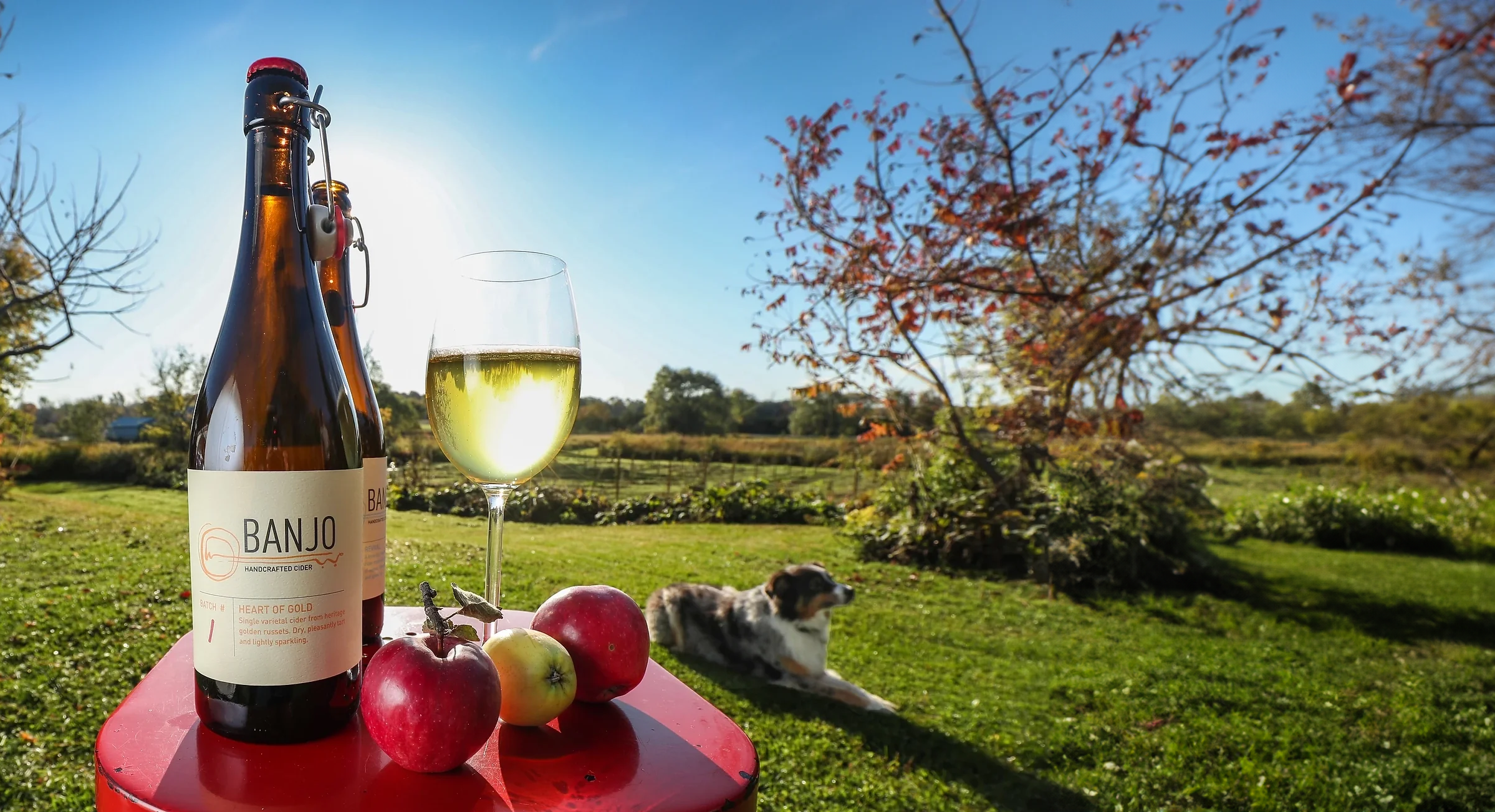 A display of banjo cider in the orchard